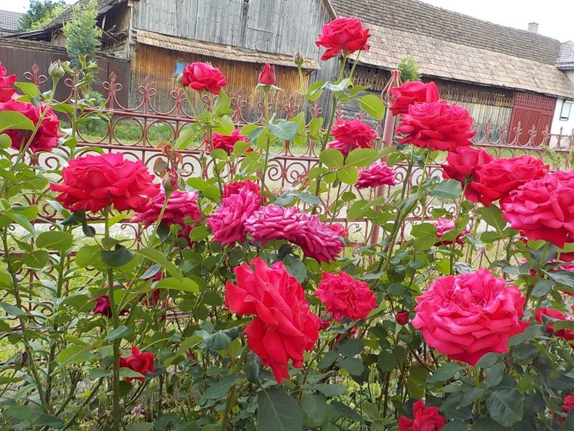  - Trandafiri in gradina mea