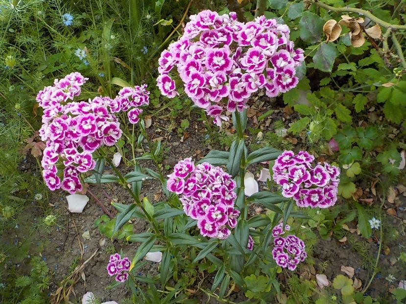  - dianthus