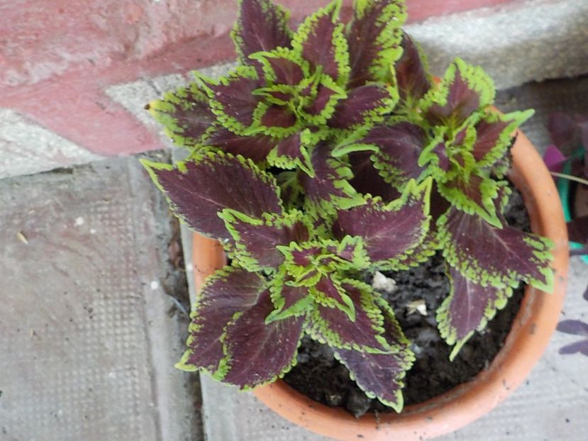  - coleus