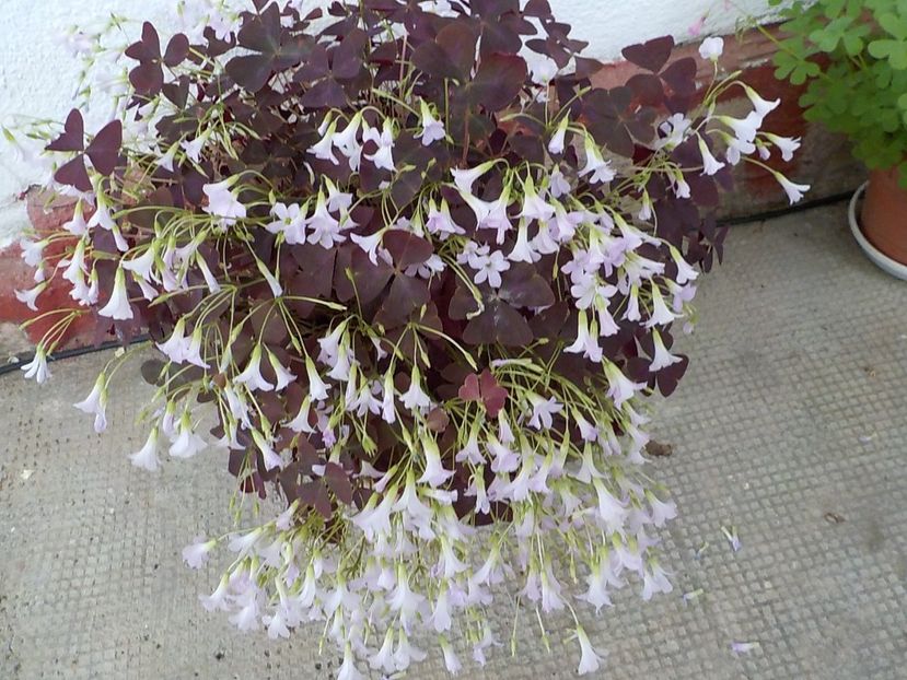  - oxalis triangularis
