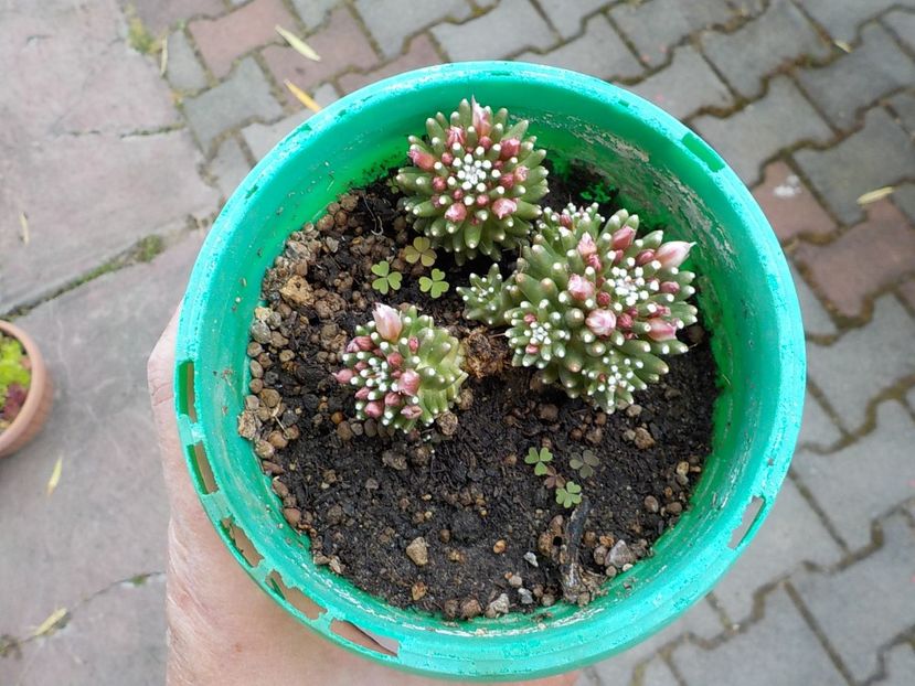  - mammillaria painteri