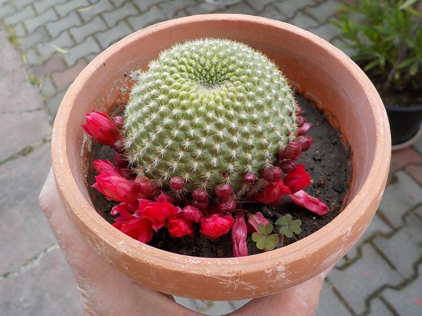  - rebutia minuscula