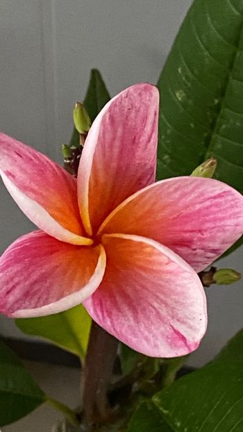  - Plumeria Synchronicity