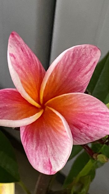  - Plumeria Synchronicity