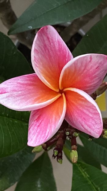  - Plumeria Synchronicity