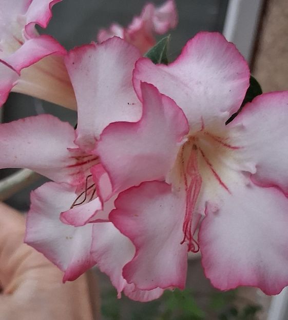  - Adenium sau trandafirul deșertului