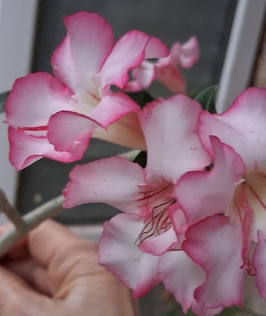  - Adenium sau trandafirul deșertului