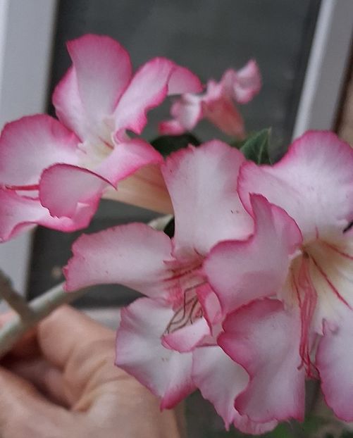  - Adenium sau trandafirul deșertului