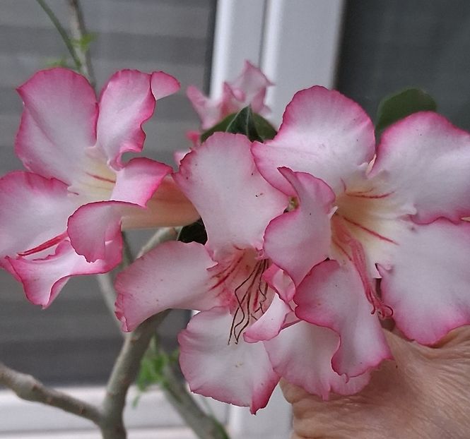  - Adenium sau trandafirul deșertului