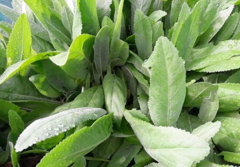 Are cineva calomfir de vanzare? - 0 ANUNT