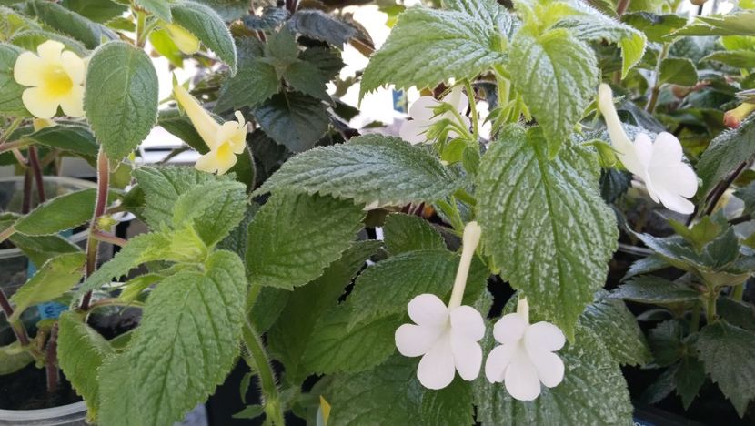 ...cu MM s Andul - 2025-GRANDIFLORA ALBA