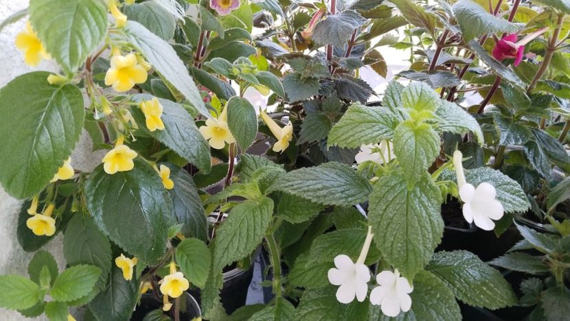 ...cu prietenele! ❤️ - 2025-GRANDIFLORA ALBA