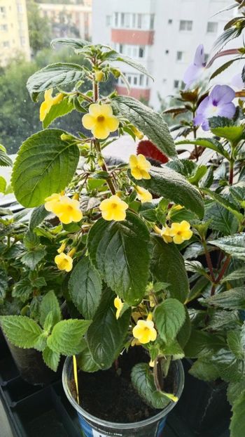  - 2025-AnYa s OLGA PIDPALA