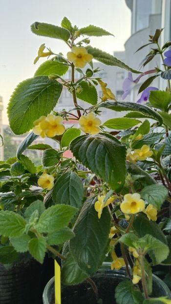  - 2025-AnYa s OLGA PIDPALA