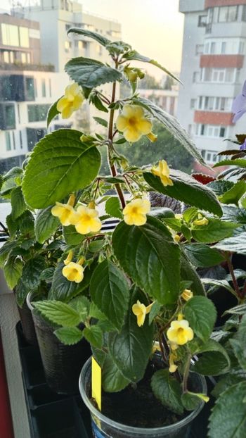  - 2025-AnYa s OLGA PIDPALA