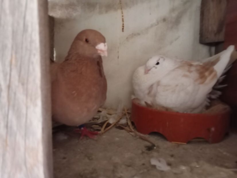  - Agh vanduti 2019-2020-2021-2022-2024 2025