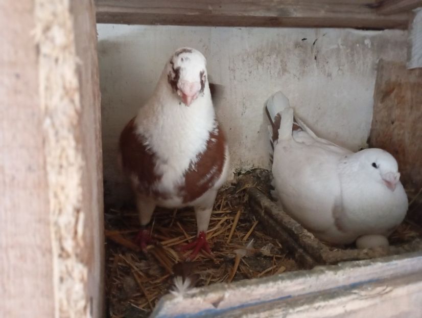  - Agh vanduti 2019-2020-2021-2022-2024 2025