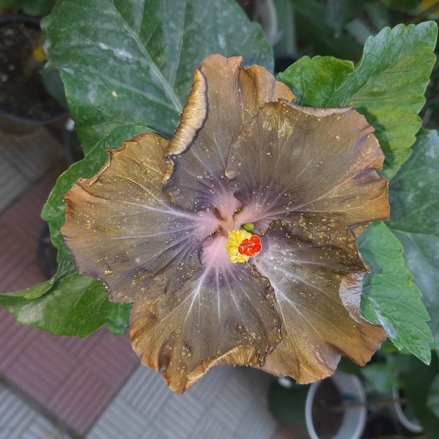15.06.2025 - HIBISCUSI 2025-2
