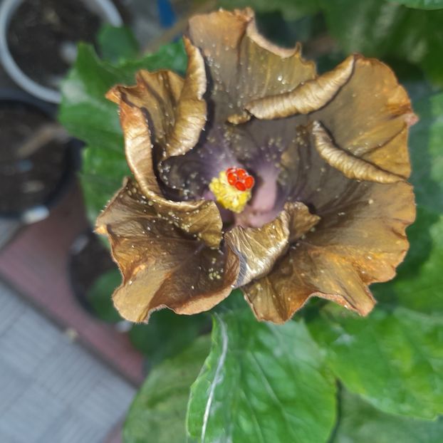  - DPs Paradise pearl