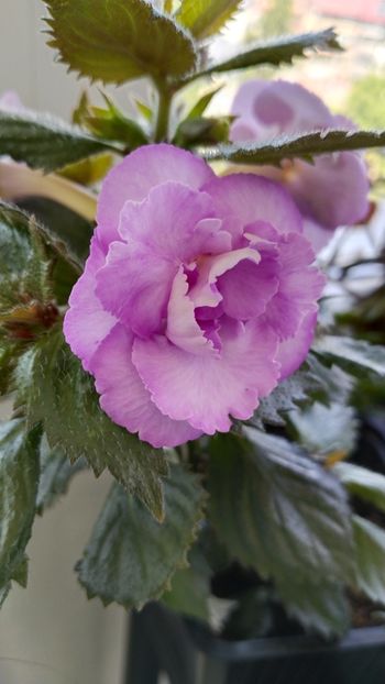  - 2025-LAVENDER ENGLISE ROSE