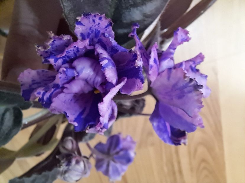  - Passio 1 fantezie batuta roz-mov