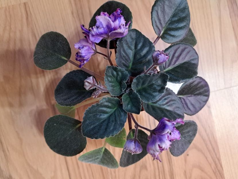  - Passio 1 fantezie batuta roz-mov