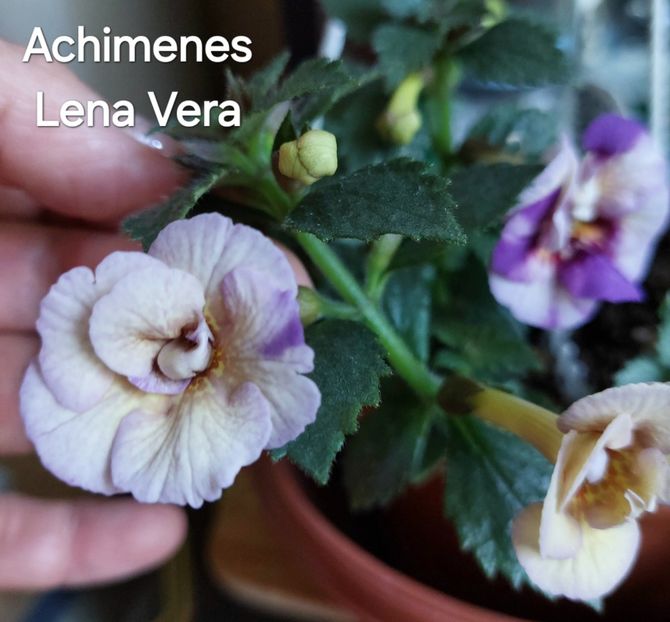  - 2025 - Achimenes