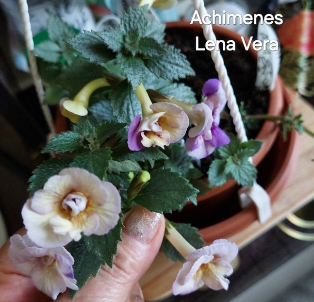  - 2025 - Achimenes