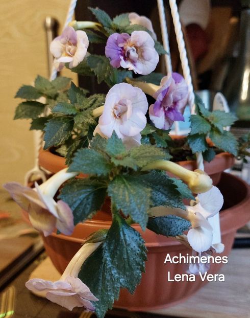 - 2025 - Achimenes