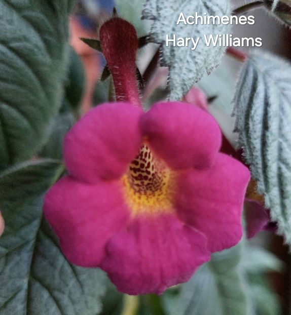  - 2025 - Achimenes