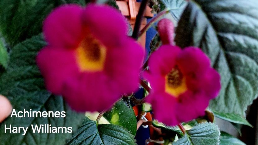  - 2025 - Achimenes