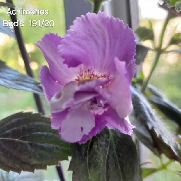  - 2025 - Achimenes