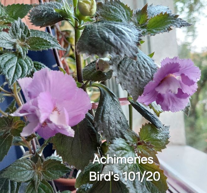  - 2025 - Achimenes