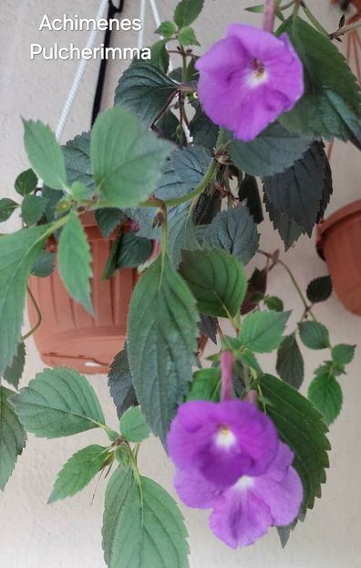  - 2025 - Achimenes
