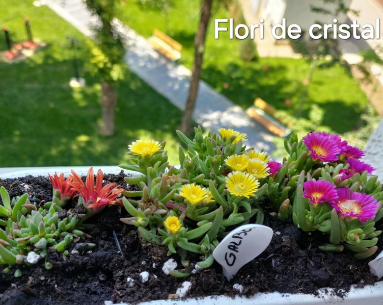  - 2025- Flori de Cristal