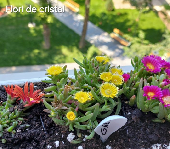  - 2025- Flori de Cristal