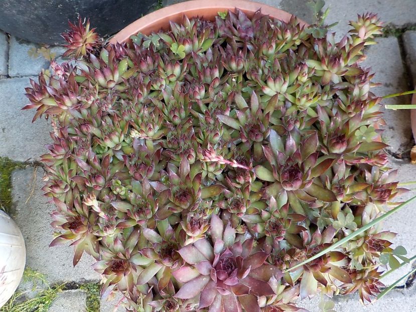  - Genul Sempervivum