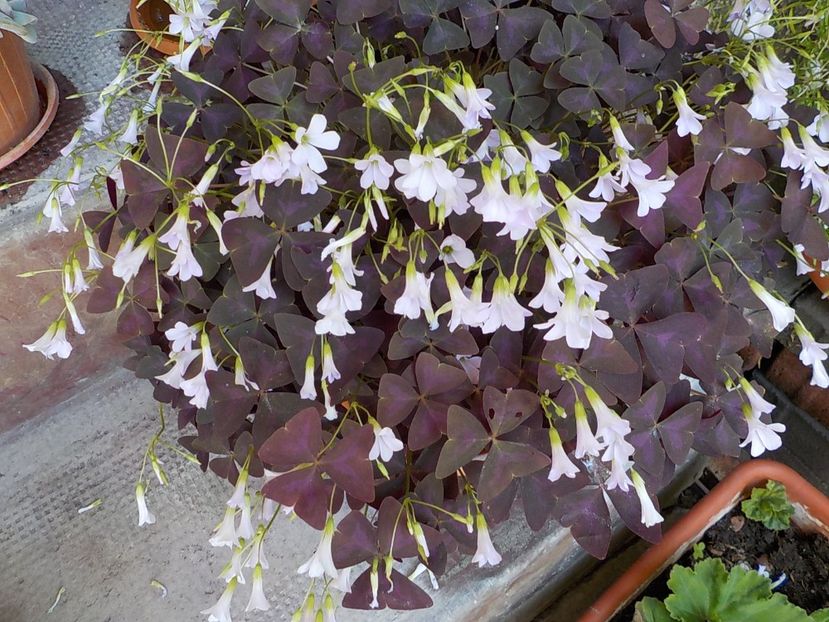  - oxalis triangularis