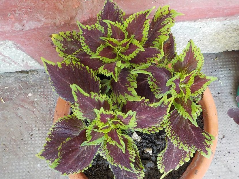  - coleus