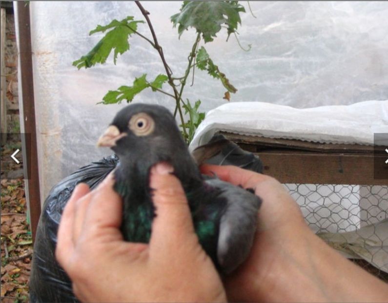  - Poze vechi Liliana Ciocan