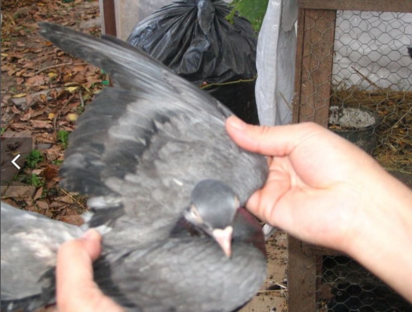  - Poze vechi Liliana Ciocan