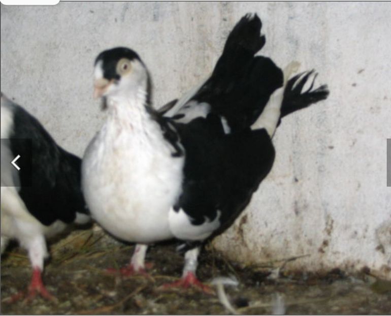  - Poze vechi Nicu bobu