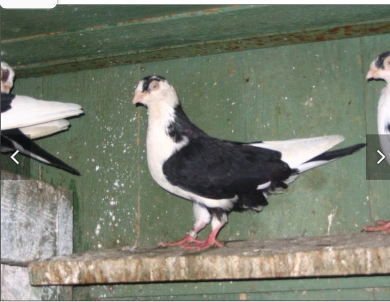  - Poze vechi Nicu bobu