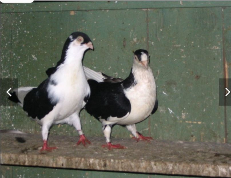  - Poze vechi Nicu bobu