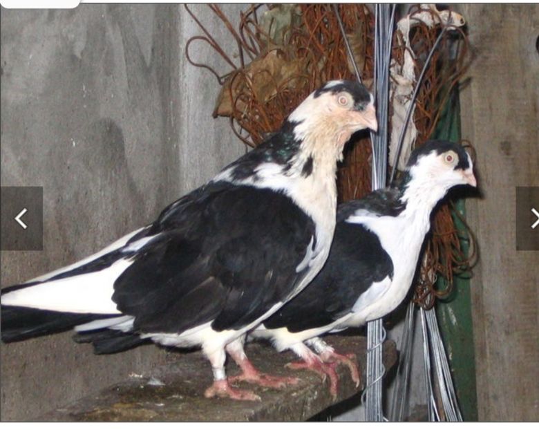  - Poze vechi Nicu bobu