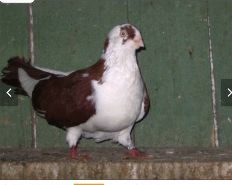  - Poze vechi Nicu bobu