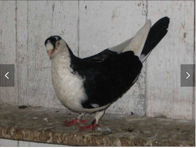  - Poze vechi Nicu bobu