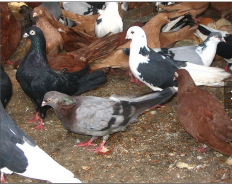  - Poze vechi Saevici Nicolae