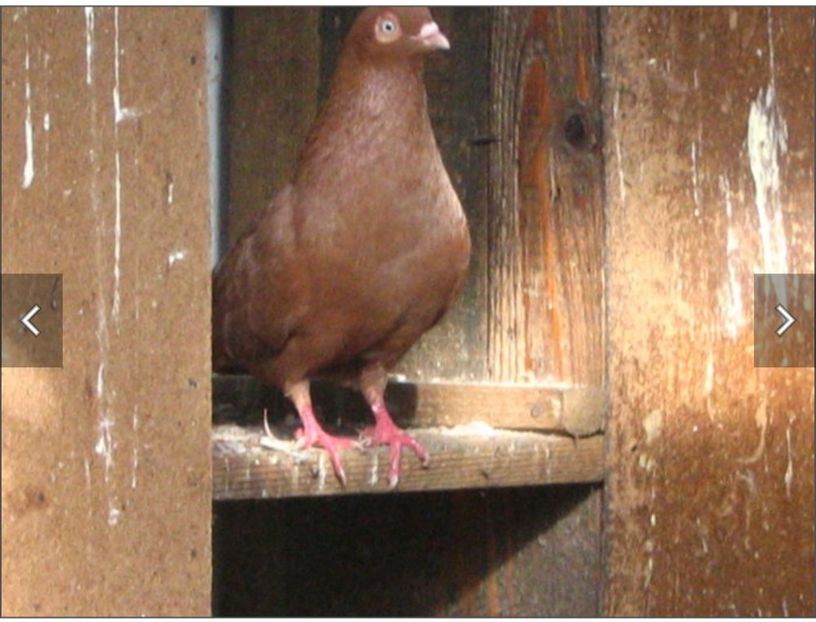  - Poze vechi Saevici Nicolae