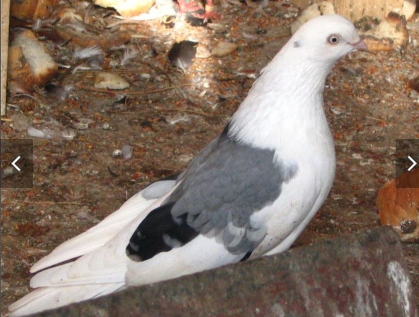  - Poze vechi Saevici Nicolae